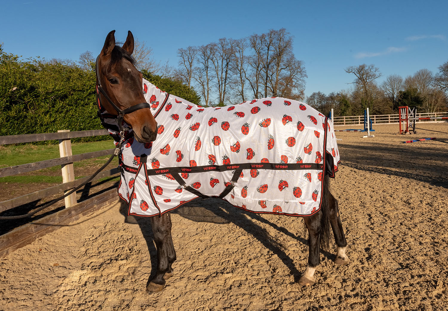 Whitaker Ladybird Fly Rug with Fixed Neck