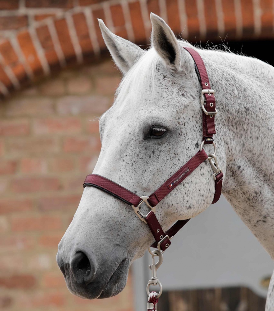 Premier Equine Plain Padded Horse Head Collar
